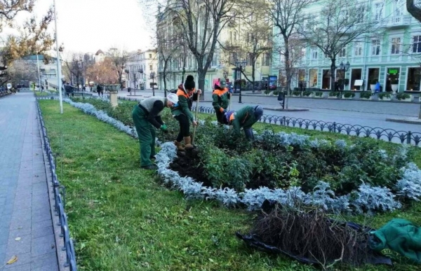 Осеннее озеленение: в Горсаду посадили розы, а на Черняховского будет живой забор  