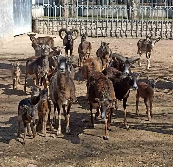 В Одеському зоопарку &mdash; поповнення: народилися муфлони. Фото