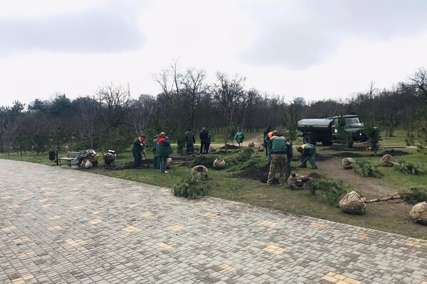 В Парке победы высадили аллею сосен, которую подарили одесситы