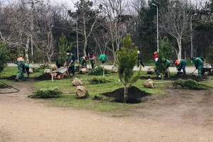 В Парке победы высадили аллею сосен, которую подарили одесситы