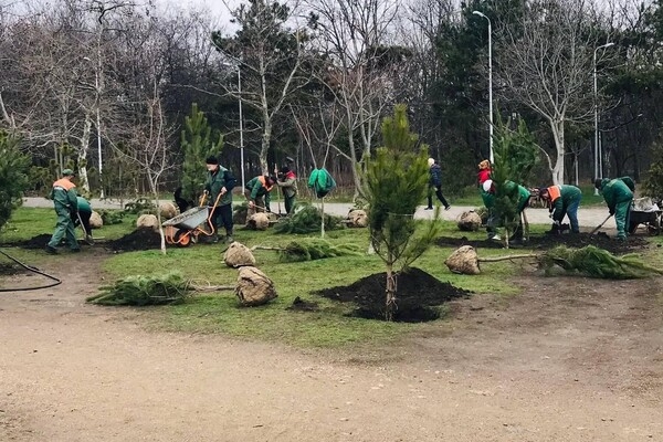 В Парке победы высадили аллею сосен, которую подарили одесситы