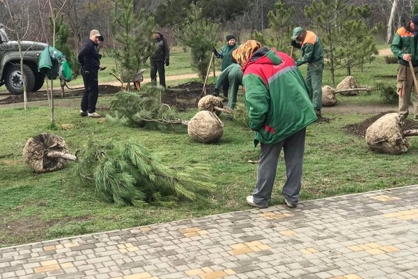 В Парке победы высадили аллею сосен, которую подарили одесситы