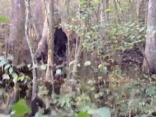 Переконливе відео про снігову людину: американець у лісах Міссісіпі натрапив на загадкову істоту