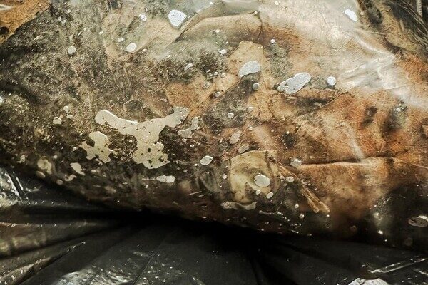 В Одессе химики собрали 30 килограмм грунта, загрязненного ртутью