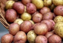 Як підготувати картоплю до садіння: секрети гарного врожаю