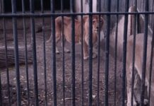 В Одессе в зоопарке умерла львица